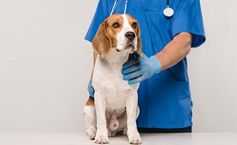ดูแลสุนัขแต่ละวัยอย่างไรให้ห่างไกลโรคในแต่ละวัย | Purina