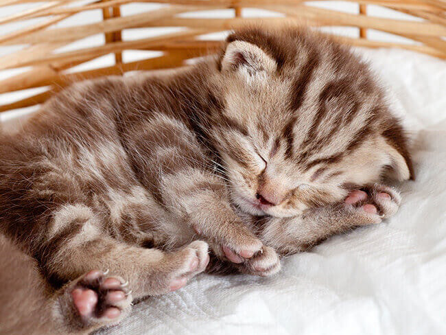 ลูกแมวกำพร้า ลูกแมวกำพร้า