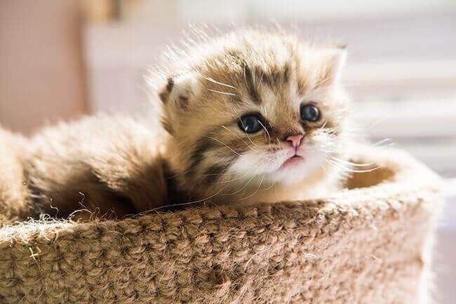 การดูแลลูกแมวกำพร้า พร้อมวิธีเลี้ยงลูกแมว | Purina การดูแลลูกแมวกำพร้า พร้อมวิธีเลี้ยงลูกแมว | Purina
