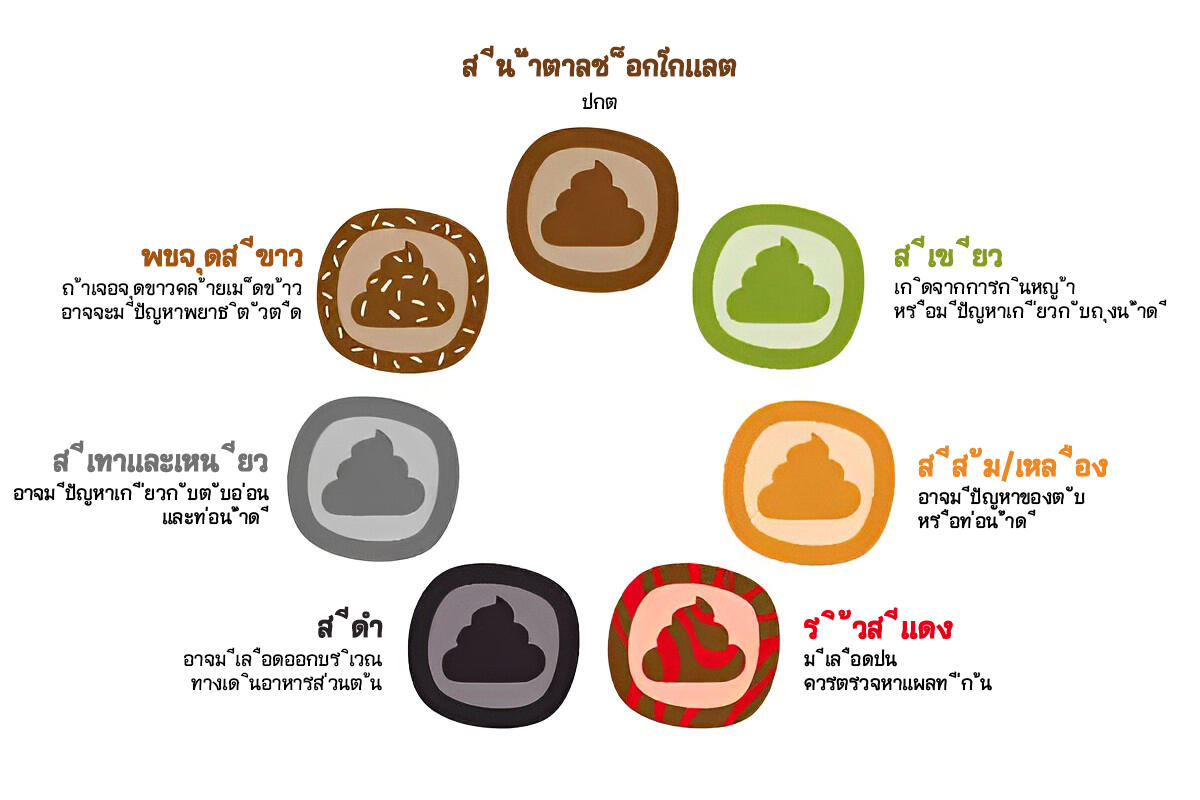 All about dog poop 3 อุจจาระสุนัข